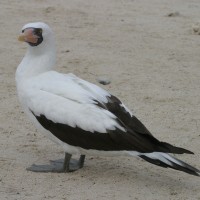 Masked Booby